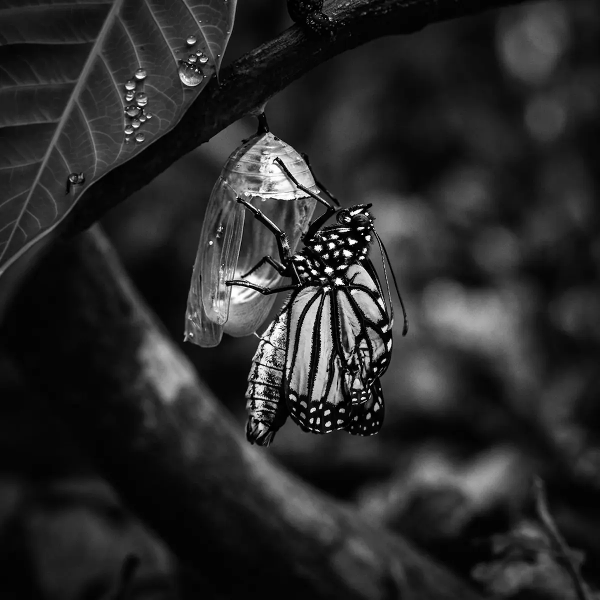 A black and white photo of a butterfly emerging from its chrysalis