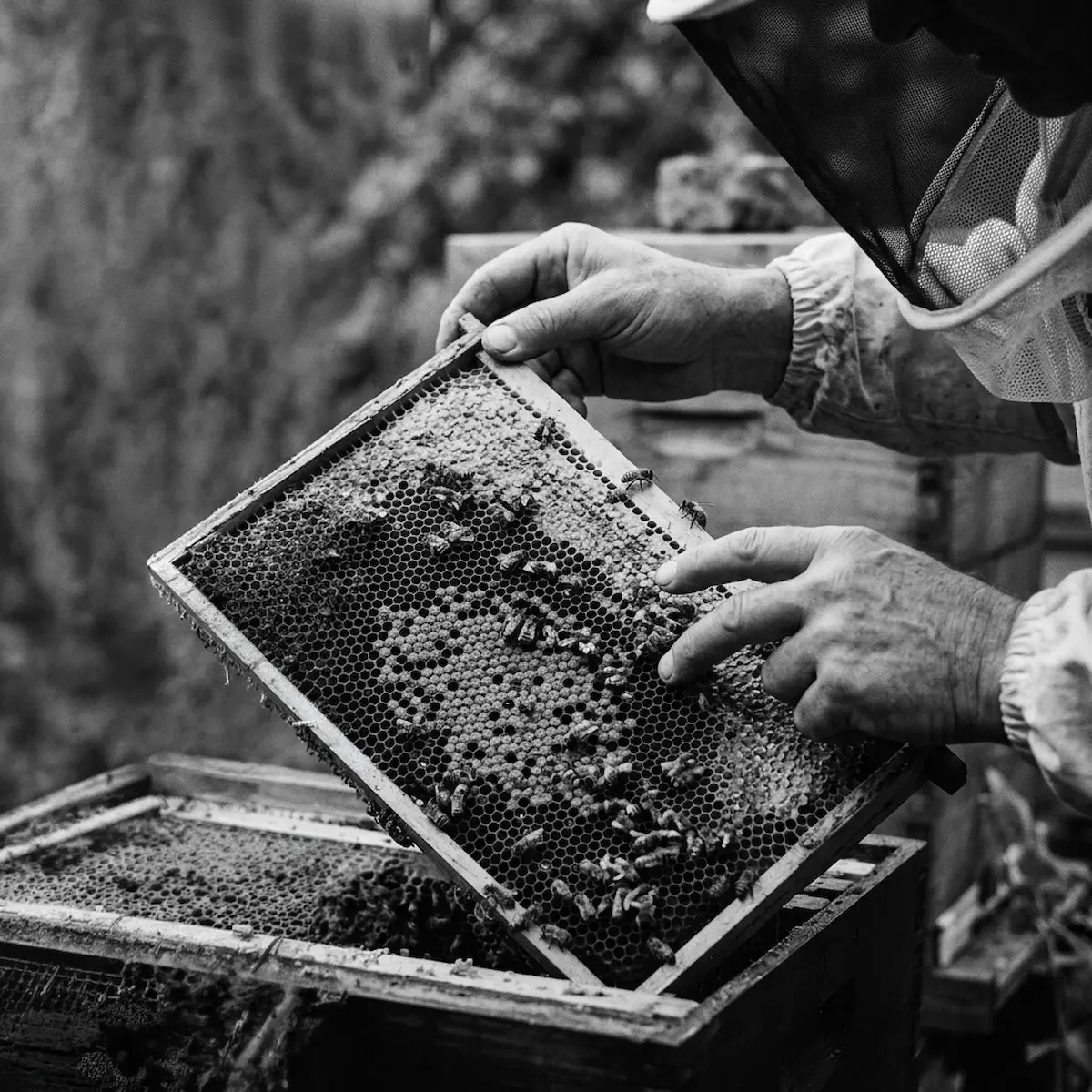 A black and white photograph of a beekeper tending to his bees